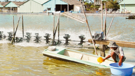 EVNSPC hỗ trợ nuôi tôm tiết kiệm 