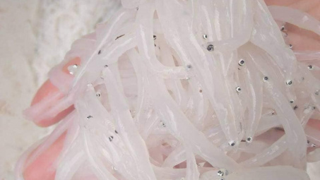 Trong như thủy tinh, mềm hơn bún: Kỳ lạ loài cá hiếm sông Đà