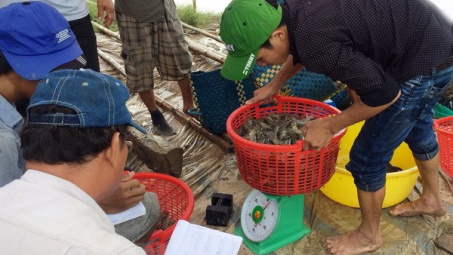 Giá tôm thẻ chân trắng giảm thấp nhất trong ba năm gần đây