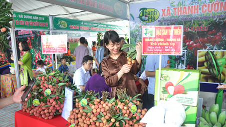 Quảng bá, mở rộng thị trường tiêu thụ cho vải Thanh Hà