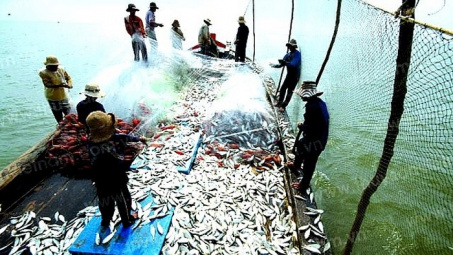 Vi phạm trong hoạt động thủy sản phạt đến 2 tỷ đồng