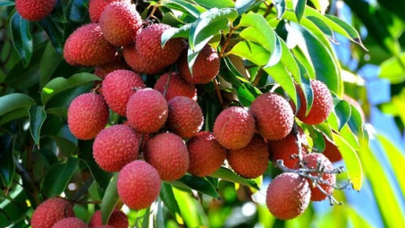 87.000 tấn vải thiều Việt Nam đã có mặt ở hơn 30 nước