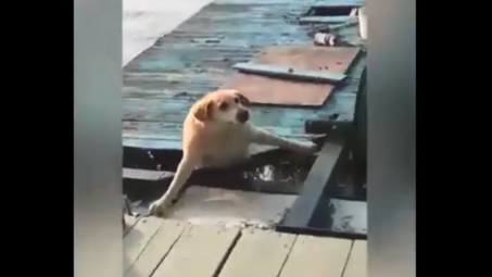 Những con Pet ngốc nghếch hết phần thiên hạ =))))))