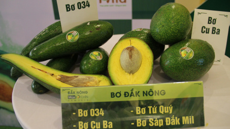 Sắp diễn ra Hội chợ thương mại “kết nối cung cầu Bơ và các sản phẩm nông nghiệp’’
