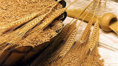 Thị trường nông sản ngày 2/7: Giá lúa mì tăng 4% do sản lượng lúa mì tại Pháp giảm