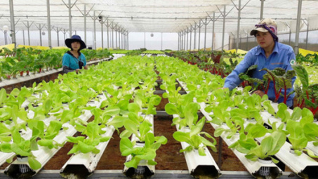 Nông sản Việt Nam đã chinh phục các thị trường “khó tính”