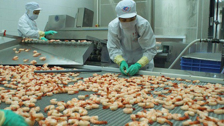 Úc cập nhật kiểm tra đối với mặt hàng tôm nấu chín