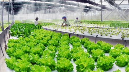 Xây dựng chuỗi sản xuất rau an toàn đảm bảo nguồn thực phẩm sạch 