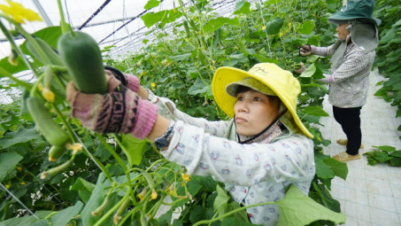 Rộng đầu ra cho nông sản sạch Quảng Nam