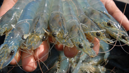 Quy định về kiểm tra tạp chất trong tôm và sản phẩm tôm 