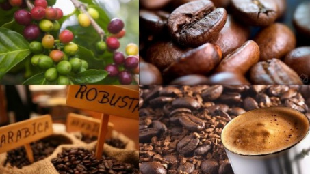 Thị trường nông sản ngày 9/8: Cà phê sụt giảm, ca cao phục hồi trở lại