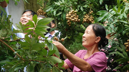 Thêm 20 tấn nhãn Hưng Yên có mặt tại thị trường Mỹ