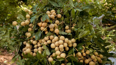 Hưng Yên bác bỏ thông tin giá nhãn lồng thấp kỷ lục