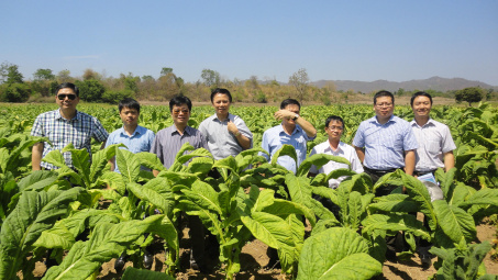 Lò sấy thuốc lá công nghệ mới - Niềm mong đợi của người dân vùng trồng nguyên liệu