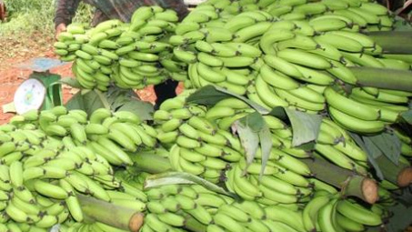 Lâm Đồng xuất khẩu chuối Laba sang Nhật