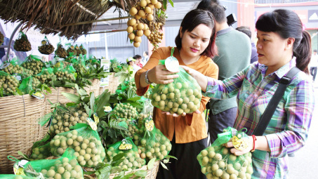 Thưởng thức giống nhãn hiếm giữa lòng đô thị xanh