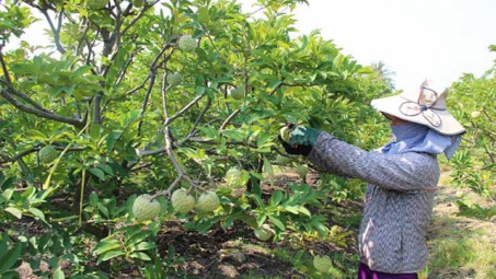 NIFERCO triển khai mô hình giúp tăng năng suất trái mãng cầu ta