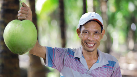 Đang triển khai 10.000 ha dừa organic ở Bến Tre