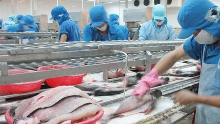 Xuất khẩu cá tra đang tốt hơn nhiều so với dự đoán
