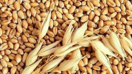 Từ 01/11 chưa áp dụng  biện pháp tái xuất lúa mỳ nhiễm cỏ kế đồng