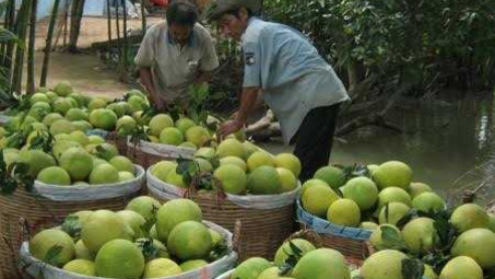 Trung Quốc giảm nhập bưởi và sầu riêng Việt Nam