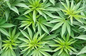 Công nghệ xử lý cây gai dầu và tái chế chất thải sợi carbon