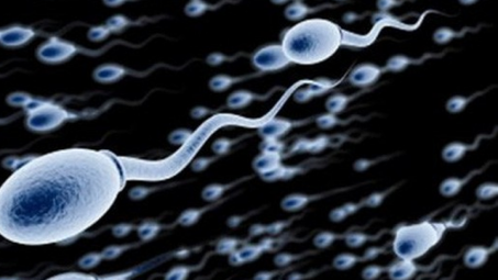 Chất lượng tinh trùng người Việt ngày càng bất thường