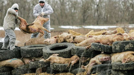 Bộ Y tế khẳng định: Bệnh tả lợn châu Phi không gây bệnh trên người