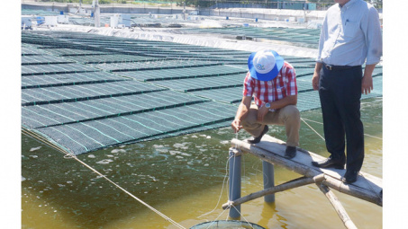 Nuôi tôm công nghệ cao trên cát