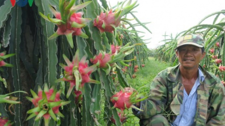 Nông dân Bình Thuận trúng lớn nhờ thanh long giữ giá cao