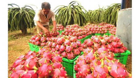 New Zealand hỗ trợ xây dựng chuỗi giá trị trái thanh long xuất khẩu