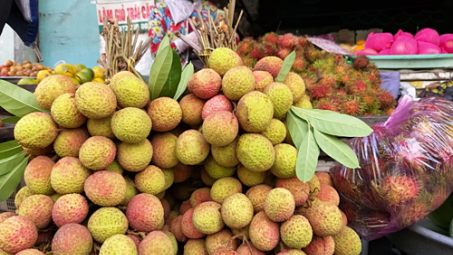 Vải đầu mùa đi máy bay Nam tiến