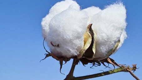 Trường Đại học Deakin giới thiệu phương pháp xử lý bông thải với chi phí thấp