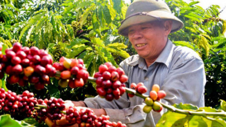 Thương hiệu phân bón Văn Điển trên vùng đất Tây Nguyên