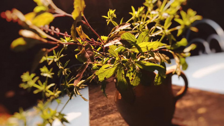 Sáng tạo không giới hạn với món “thuốc nổ”