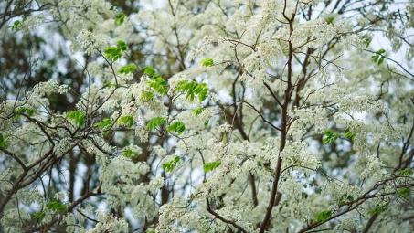 Hoa sưa của tôi