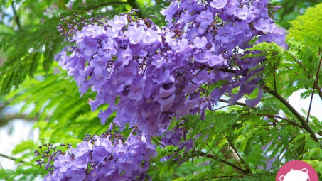 Nâng cấp cái “thấp tẹt”