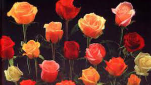 Nếu chưa kịp chuẩn bị quà, đừng lo lắng, một năm có đến 3 ngày Valentine!