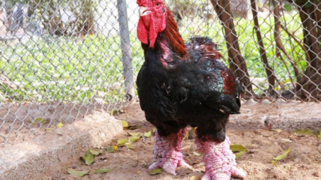 Gà Đông Tảo Hưng Yên được cấp chứng nhận bảo hộ.