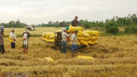 Nhu cầu gạo tại thị trường Ấn Độ, Thái Lan và Việt Nam vẫn khá yếu