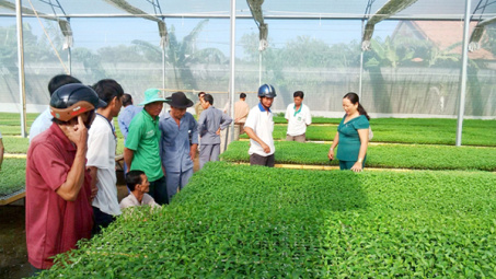 CPH công ty nông lâm trường: Người dân góp vốn bằng quyền sử dụng đất?