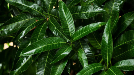 Lợi ích thần kỳ của lá xoài