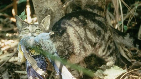 Mèo hoang của Úc giết 6,2 triệu động vật mỗi ngày