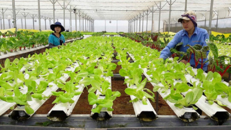 Hà Nội muốn xây dựng nền nông nghiệp đô thị.