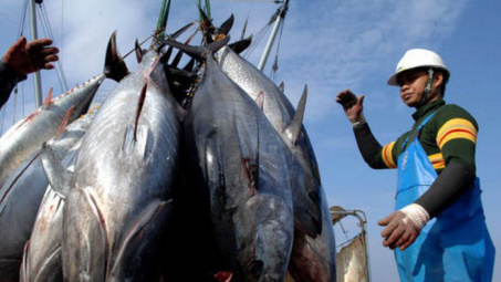 Vì sao EC dời đợt kiểm tra “thẻ vàng” hải sản Việt Nam đến tháng 11?