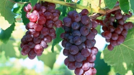 Bác sĩ cảnh báo 3 lưu ý khi ăn trái cây kẻo tàn phá sức khỏe