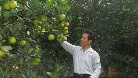 Thương hiệu phân bón Văn Điển trên vùng đất cam Cao Phong