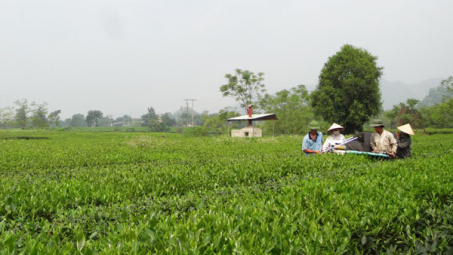 Phân bón Văn Điển: Niềm tin của người trồng chè Phú Thọ