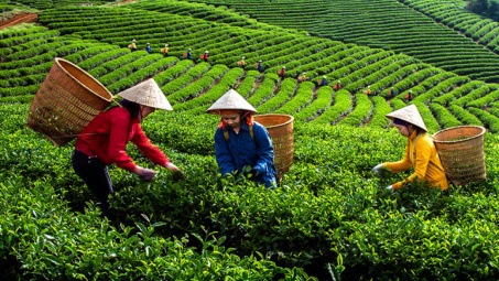 Phân lân Văn Điển: Thương hiệu hàng đầu của ngành phân bón