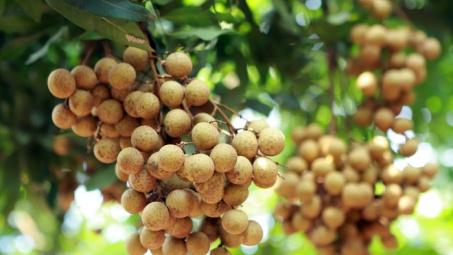 Tiềm năng xuất khẩu nhãn tươi sang thị trường Nhật Bản